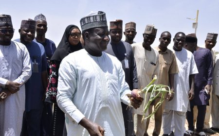 UNIMAID'S VC HARVESTS ONIONS AT UNIMAID FARM, PLEDGES SMART IRRIGATION AND INFRASTRUCTURAL REVAMP