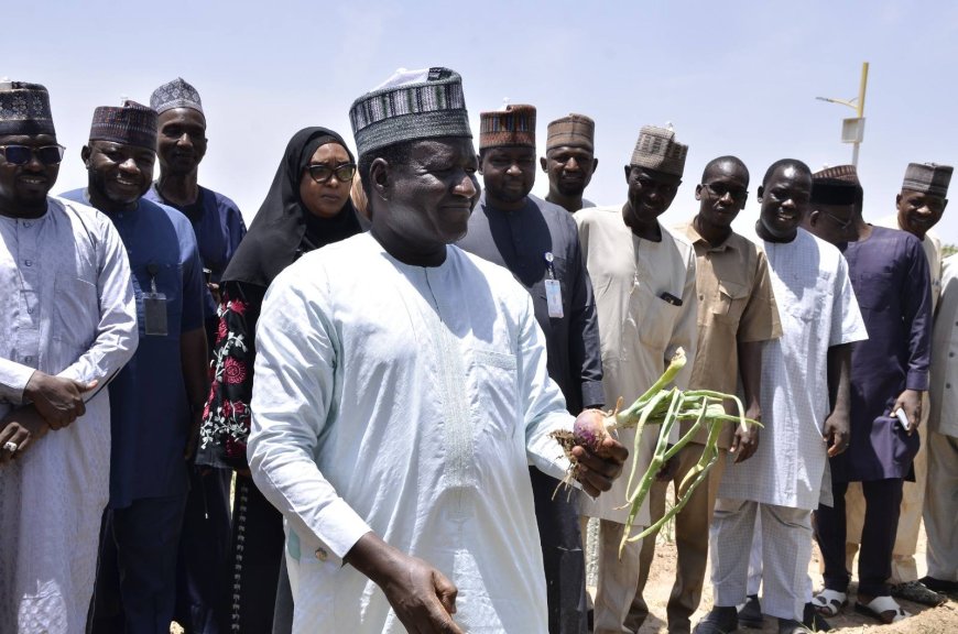 UNIMAID'S VC HARVESTS ONIONS AT UNIMAID FARM, PLEDGES SMART IRRIGATION AND INFRASTRUCTURAL REVAMP